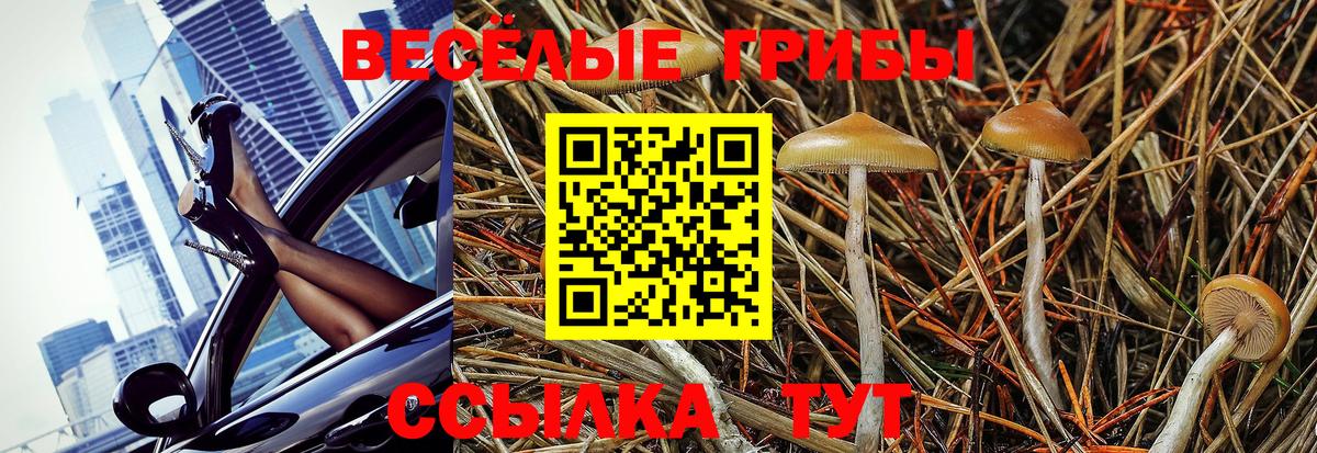 Галлюциногенные грибы прущие грибы  Галлюциногенные грибы GOLDEN TEACHER  Сухой Лог  Вход с VPN 
